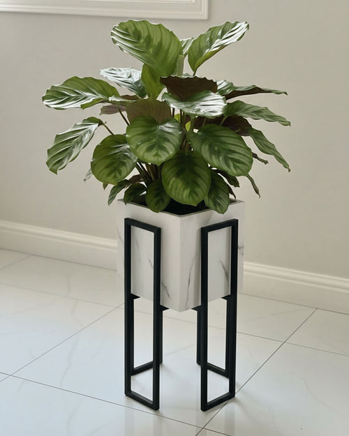 Black Stand white plant pot (2 sizes Available)